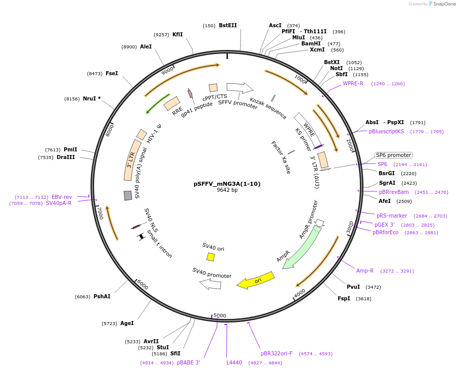 157992-plasmid-map-sequence-id-309572