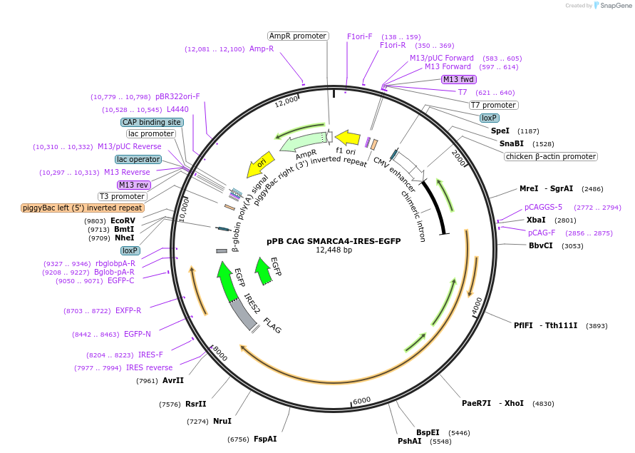 153948-plasmid-map-sequence-id-309607