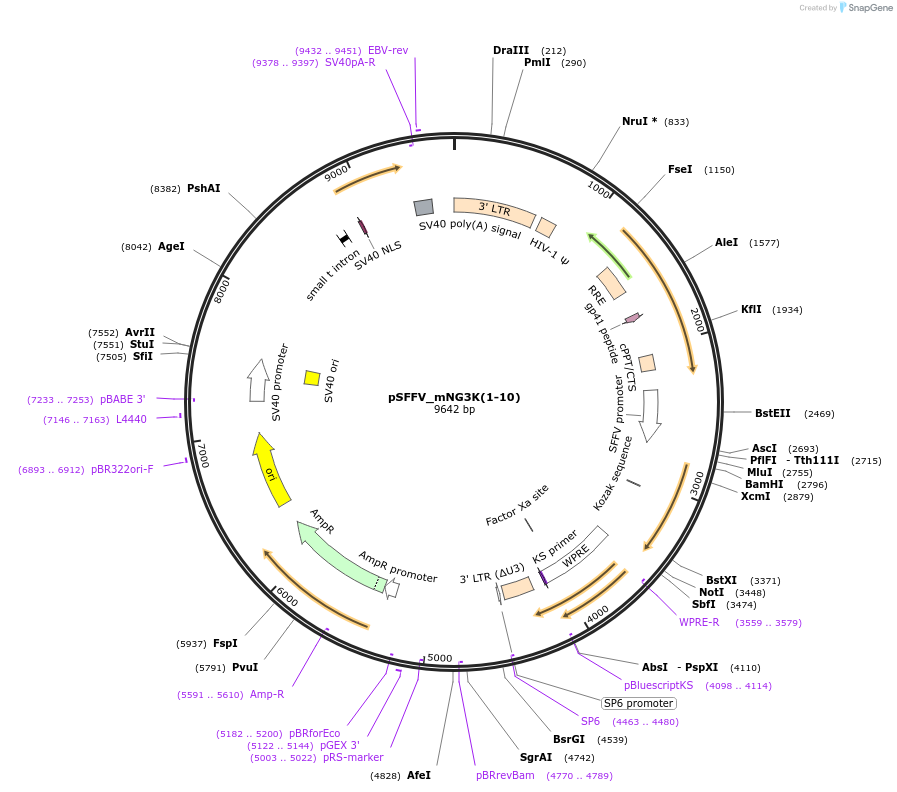 157993-plasmid-map-sequence-id-309611