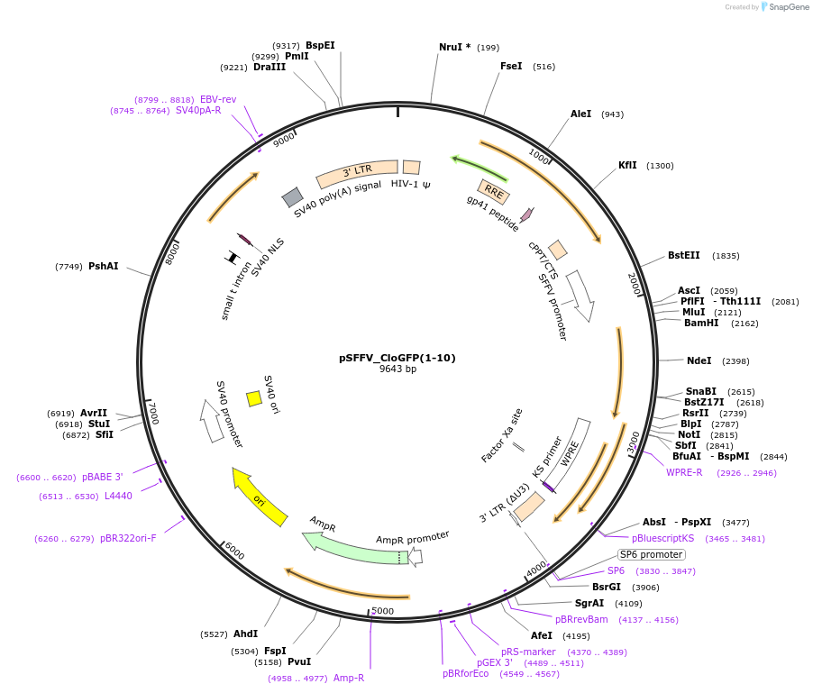157994-plasmid-map-sequence-id-309612
