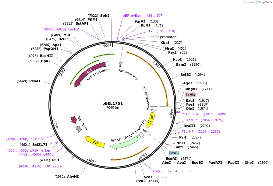 139876-plasmid-map-sequence-id-309619