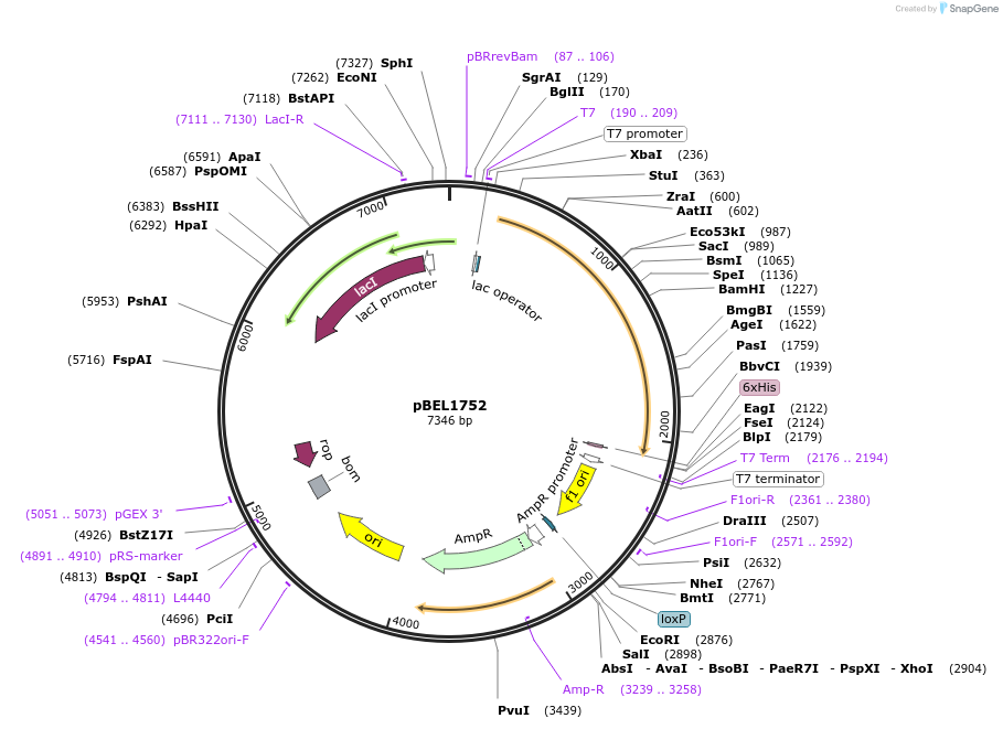 139877-plasmid-map-sequence-id-309620
