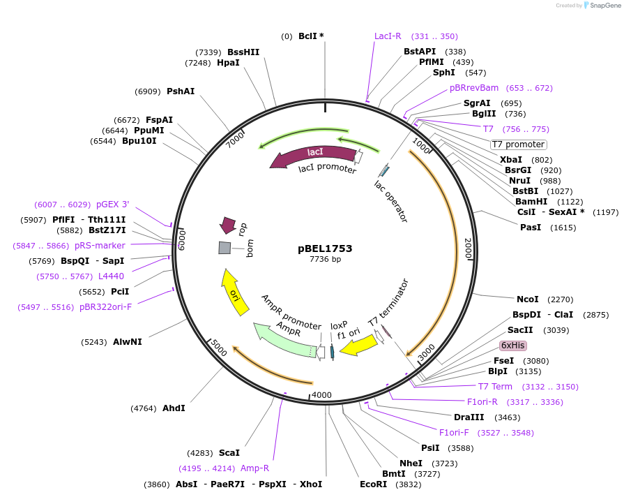 139878-plasmid-map-sequence-id-309624