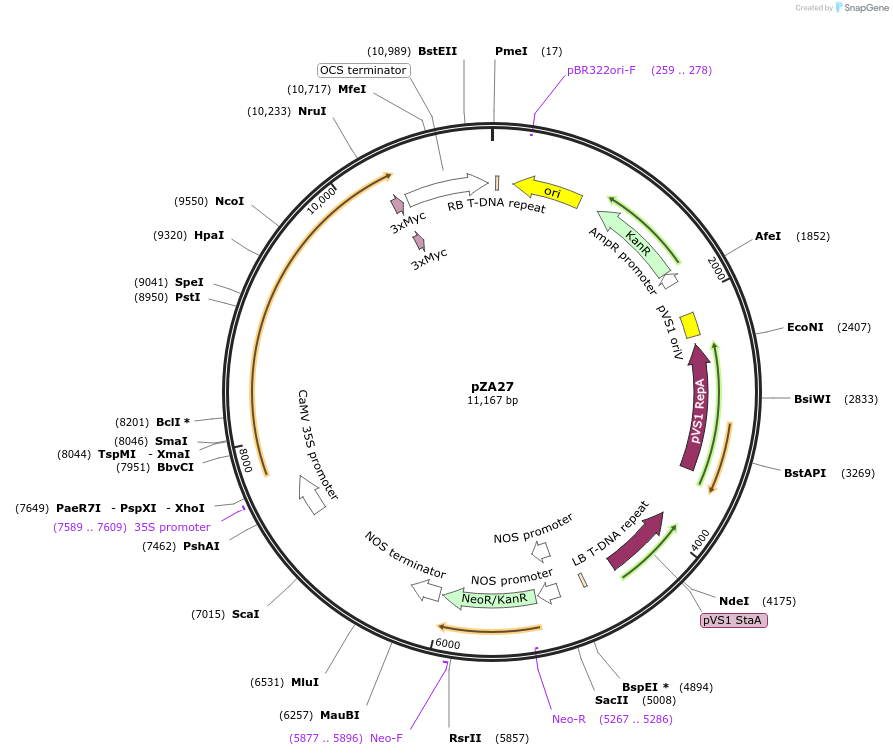158505-plasmid-map-sequence-id-309632