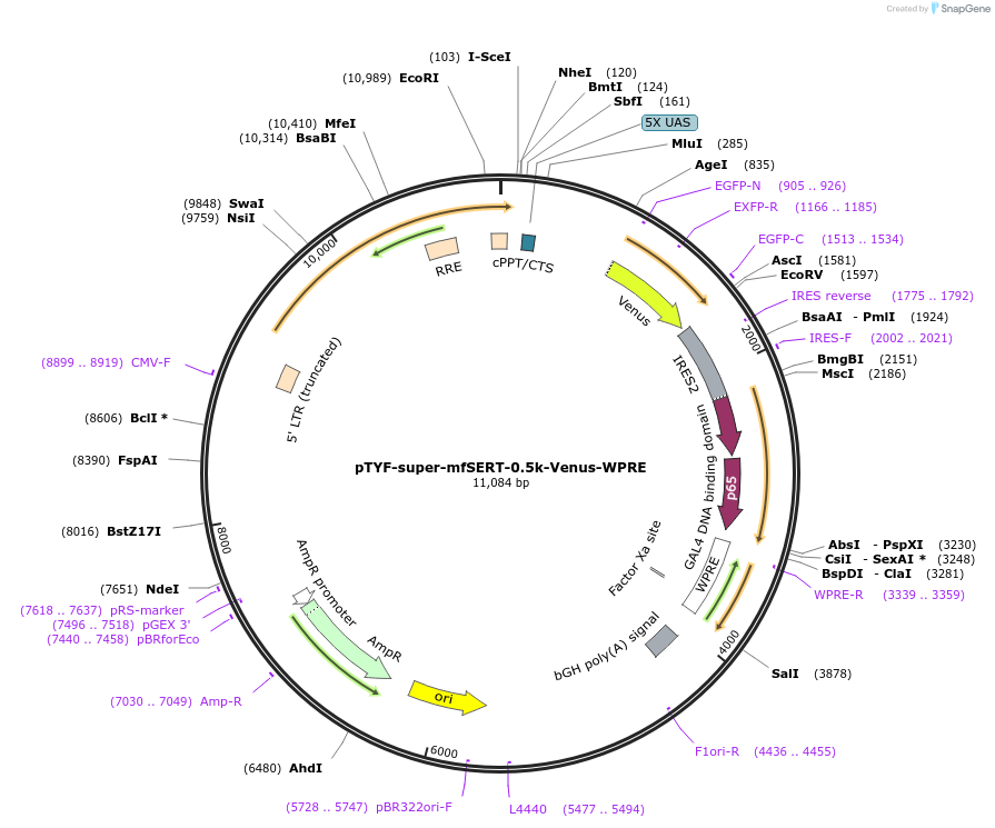 156395-plasmid-map-sequence-id-309633