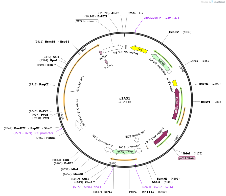 158509-plasmid-map-sequence-id-309638