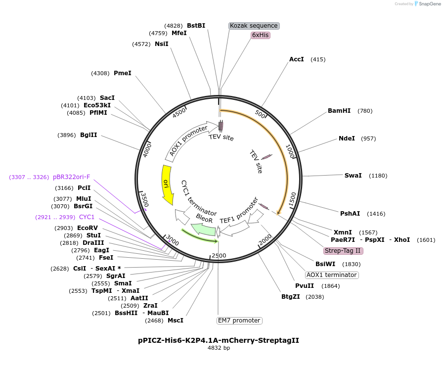158743-plasmid-map-sequence-id-309640