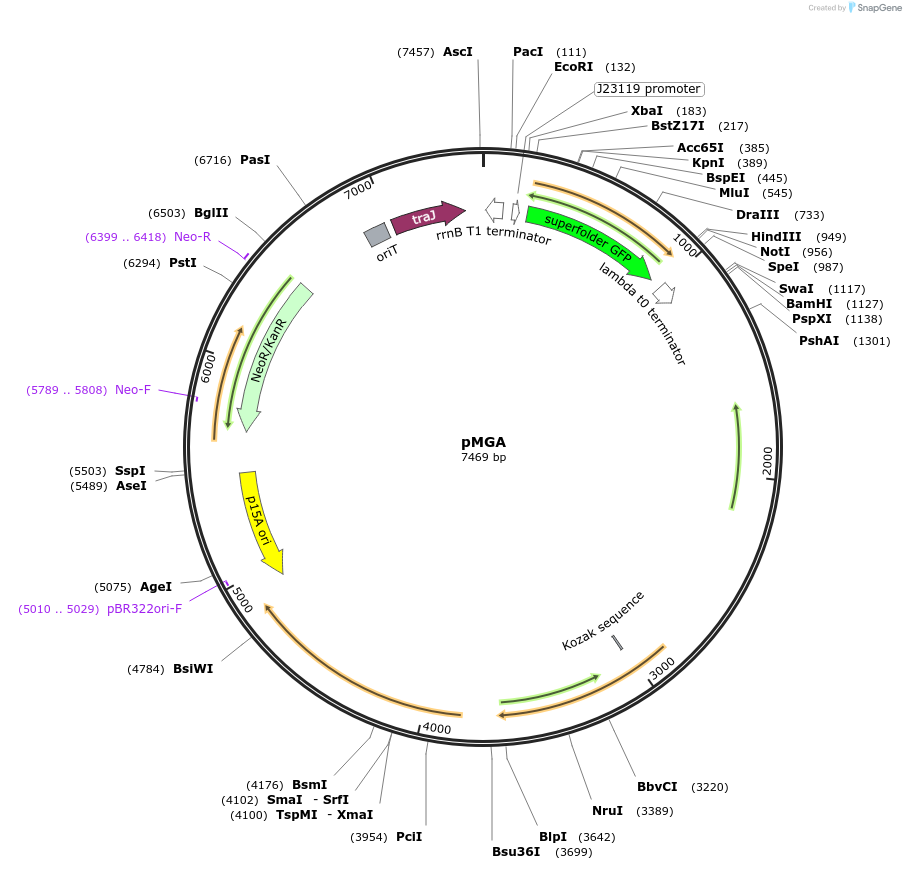 139931-plasmid-map-sequence-id-309647