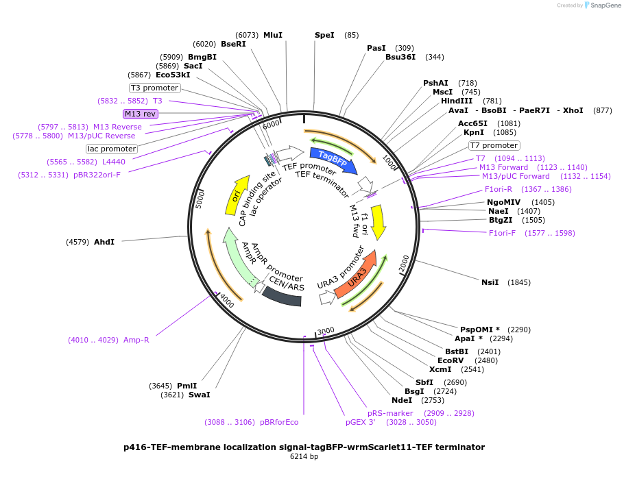 158585-plasmid-map-sequence-id-309649