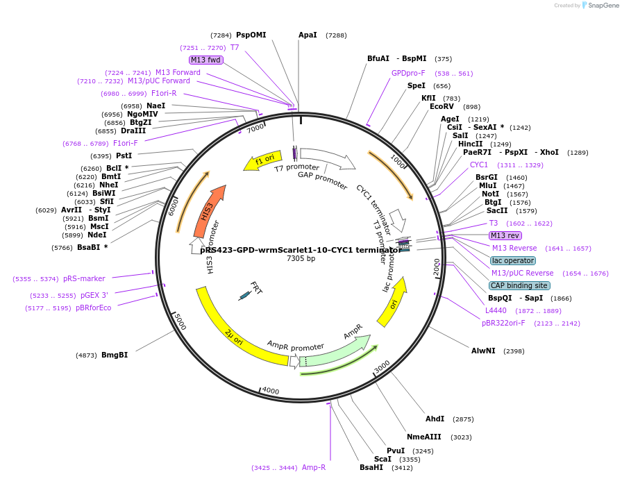 158584-plasmid-map-sequence-id-309650