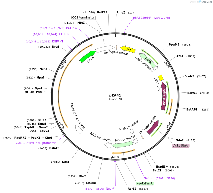 158519-plasmid-map-sequence-id-309655