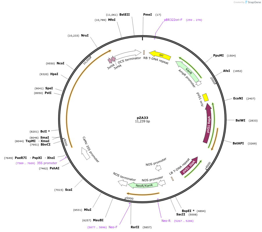 158511-plasmid-map-sequence-id-309664
