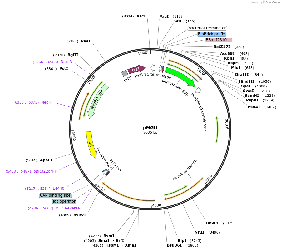 139933-plasmid-map-sequence-id-309666
