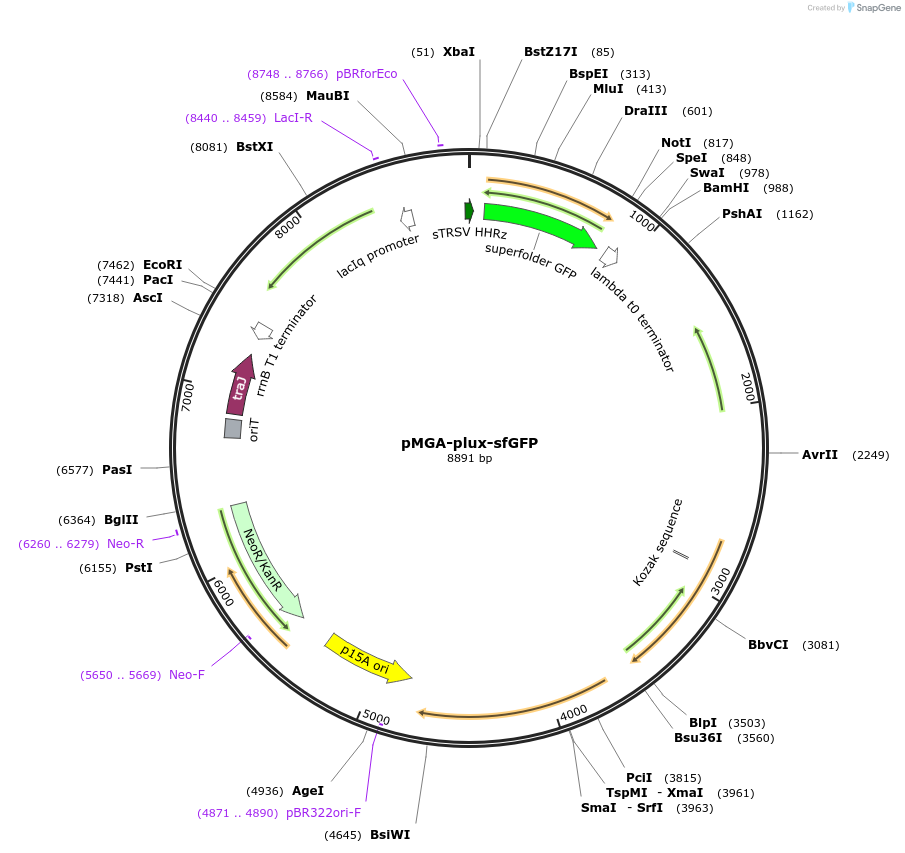 139936-plasmid-map-sequence-id-309670