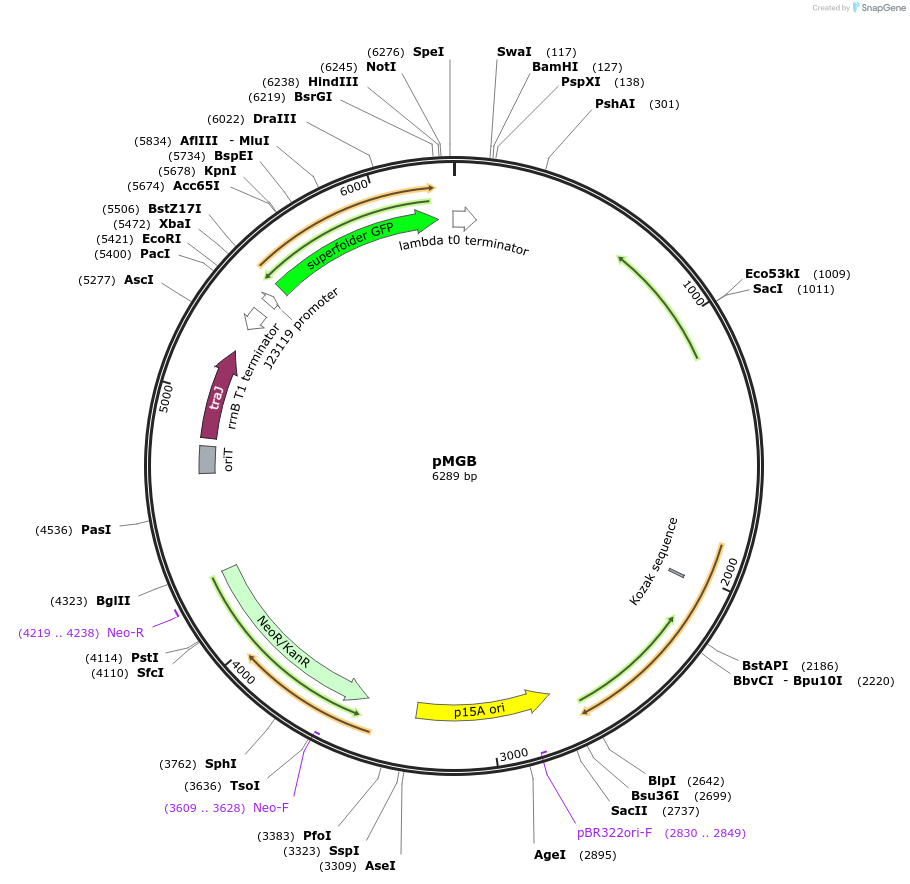 139932-plasmid-map-sequence-id-309672