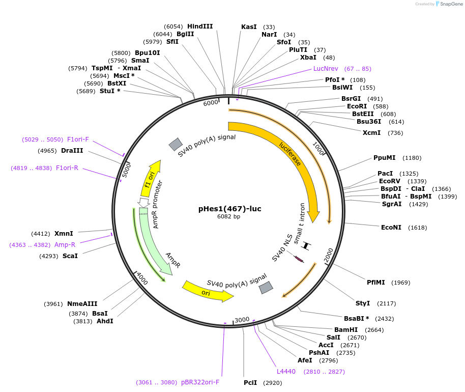 41723-plasmid-map-sequence-id-309691