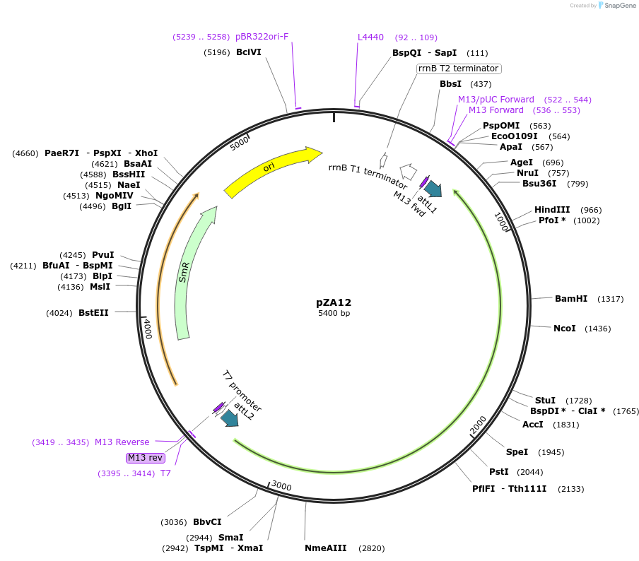 158490-plasmid-map-sequence-id-309699