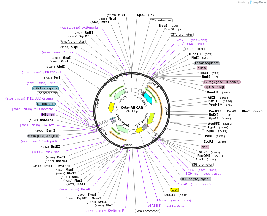 61510-plasmid-map-sequence-id-309707