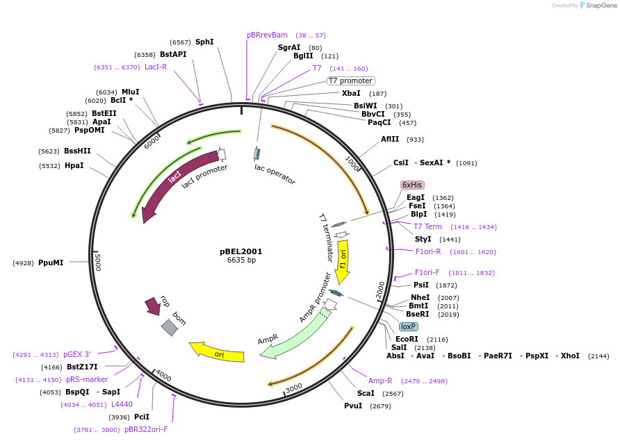 139886-plasmid-map-sequence-id-309710