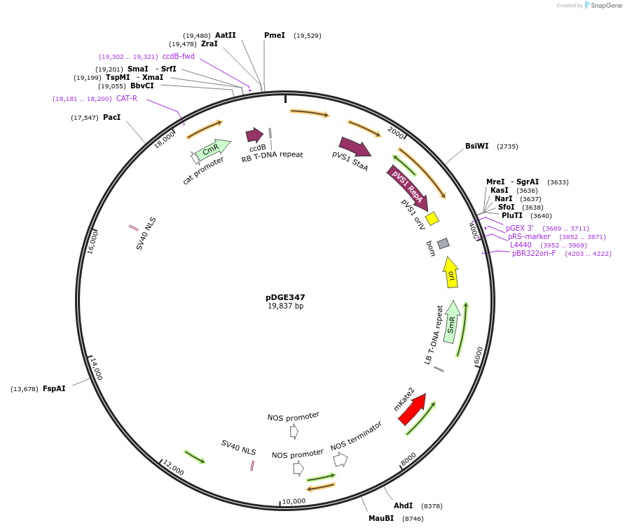 153228-plasmid-map-sequence-id-309716