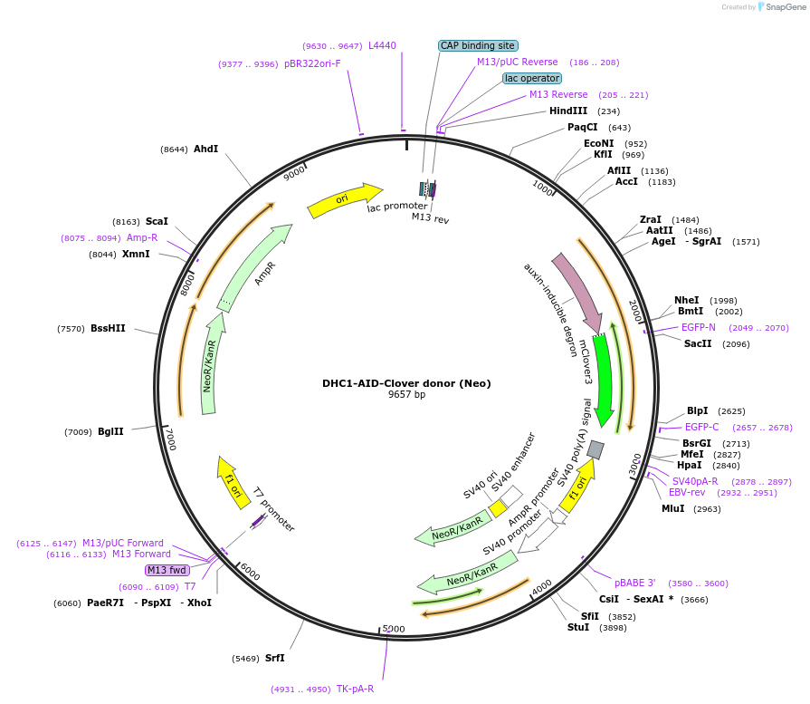 158621-plasmid-map-sequence-id-309717