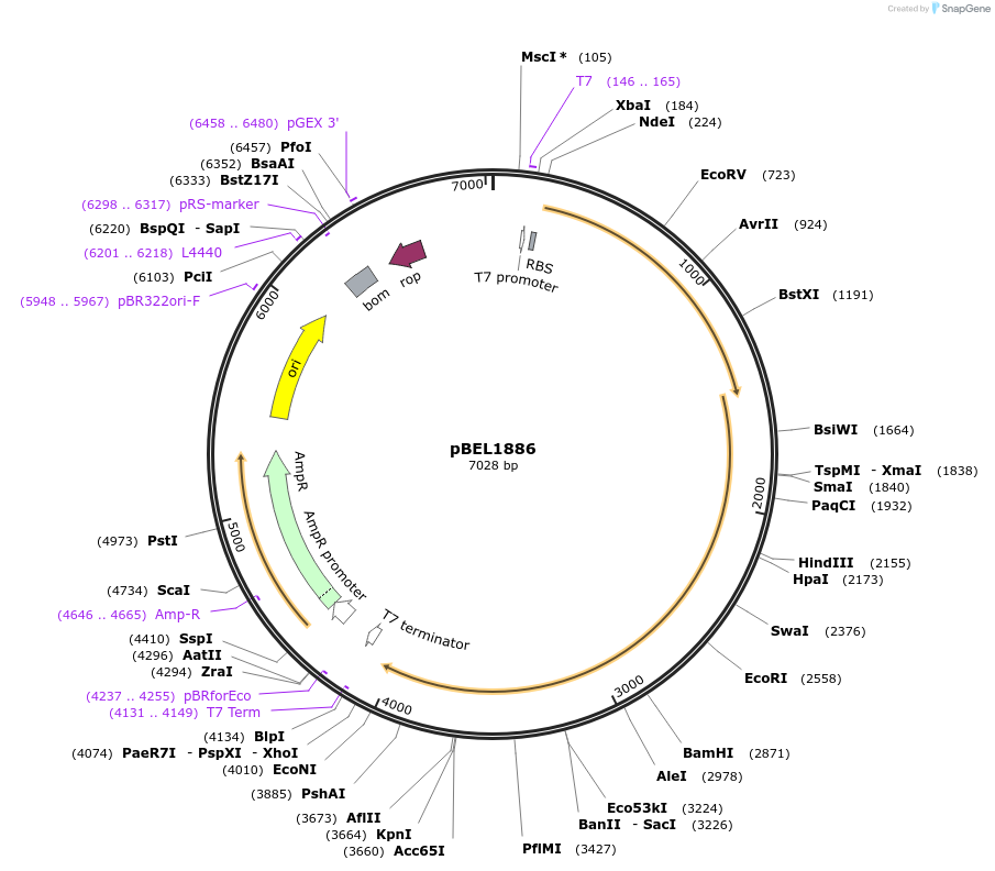 139890-plasmid-map-sequence-id-309718