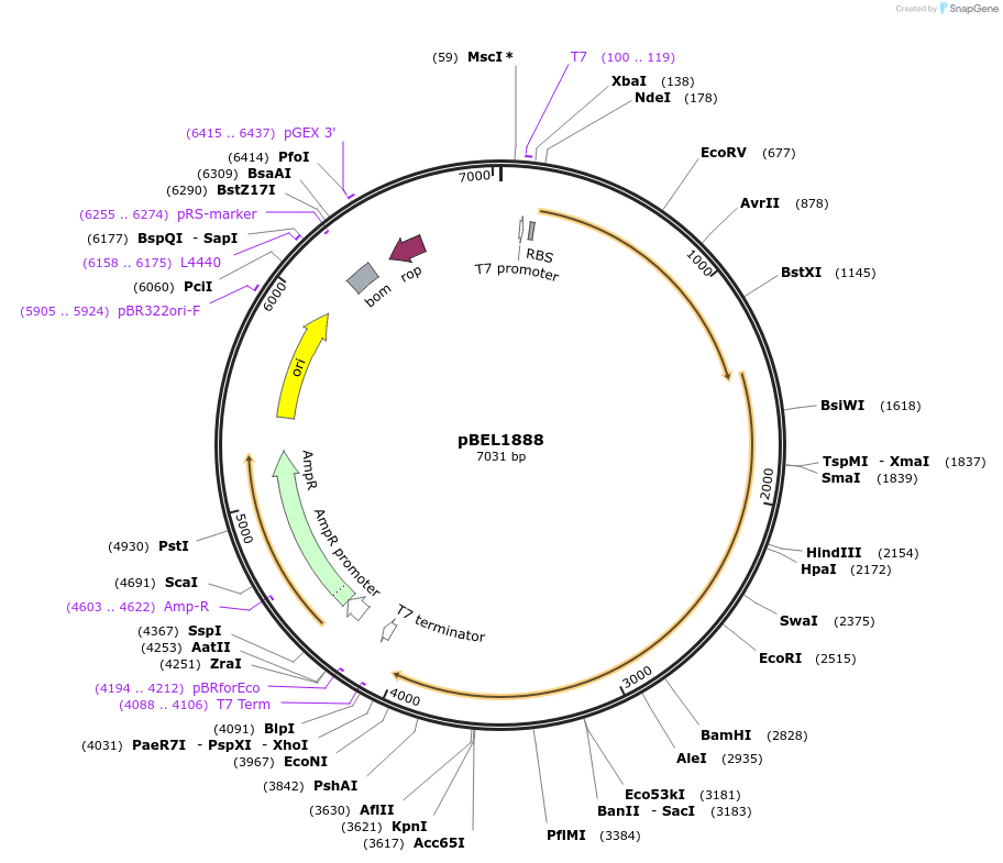 139892-plasmid-map-sequence-id-309724
