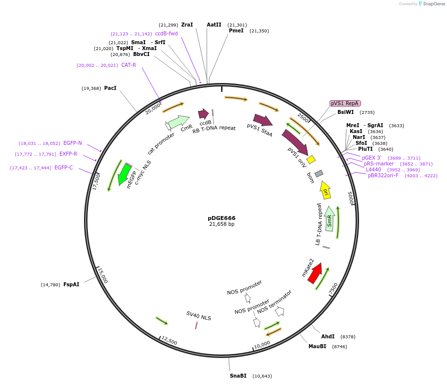 153231-plasmid-map-sequence-id-309750