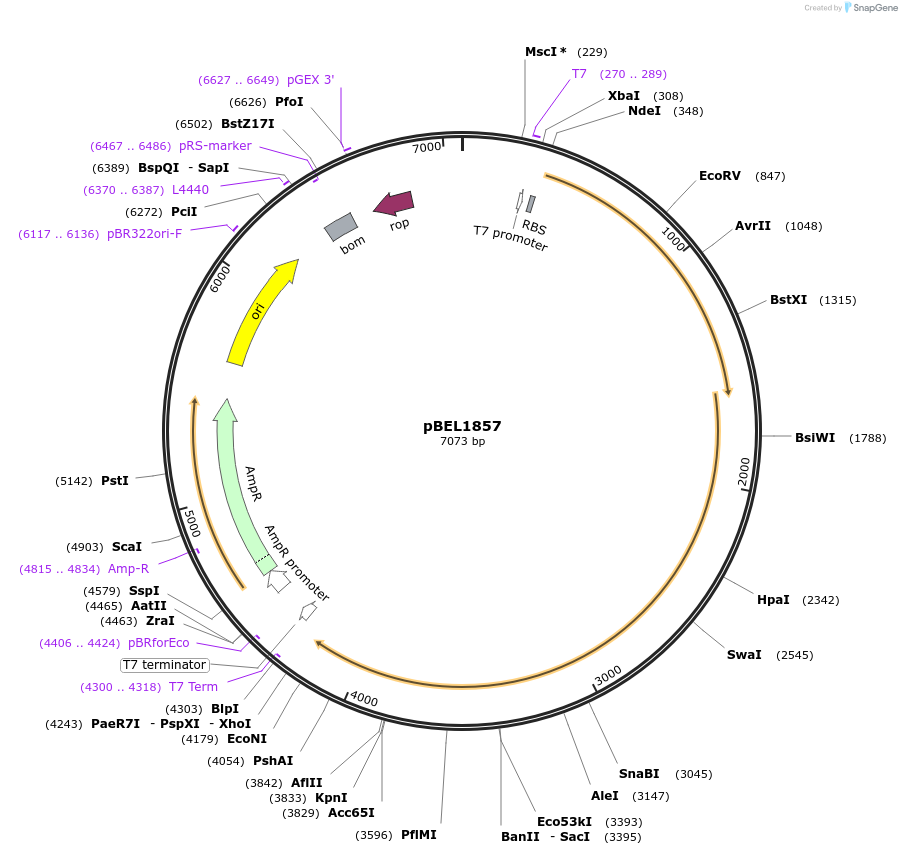 139904-plasmid-map-sequence-id-309752