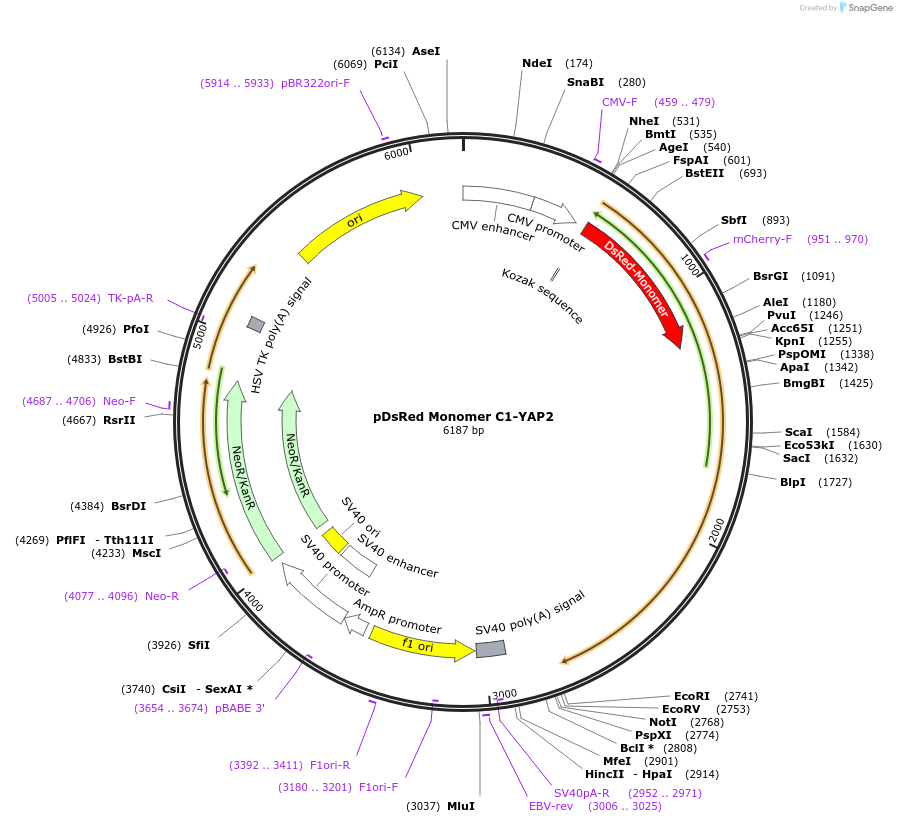 19057-plasmid-map-sequence-id-309759