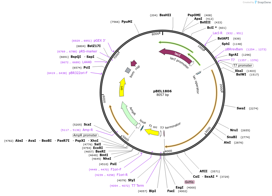 139910-plasmid-map-sequence-id-309766