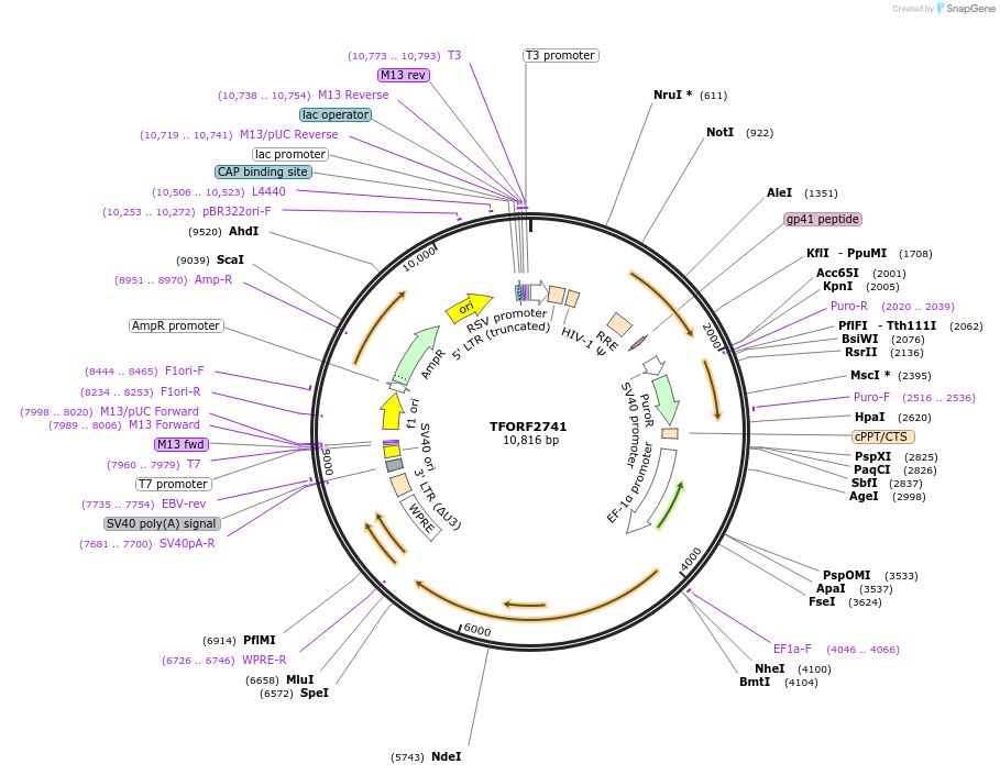 142139-plasmid-map-sequence-id-309780