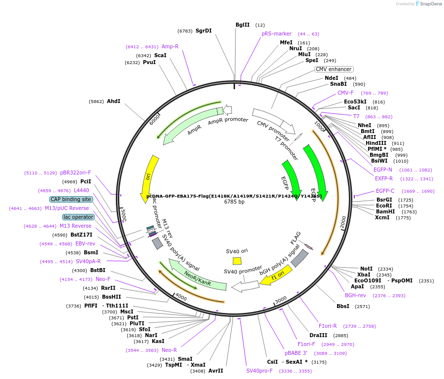 155010-plasmid-map-sequence-id-309784