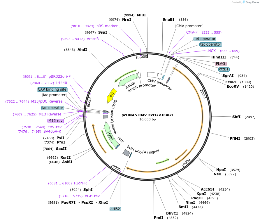 158775-plasmid-map-sequence-id-309790