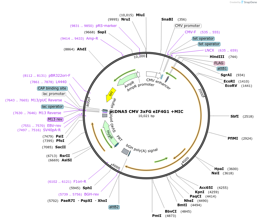 158776-plasmid-map-sequence-id-309793