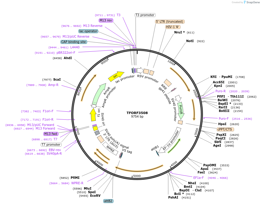 144984-plasmid-map-sequence-id-309799