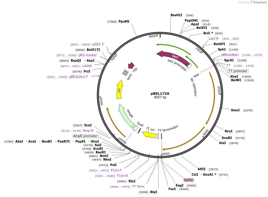139917-plasmid-map-sequence-id-309811