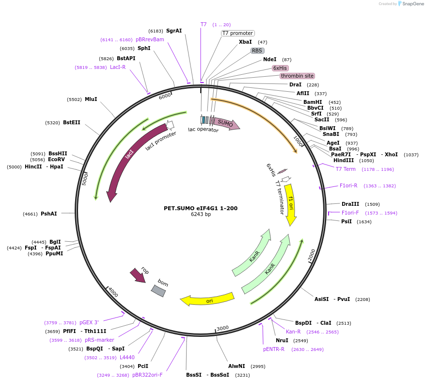 158791-plasmid-map-sequence-id-309813