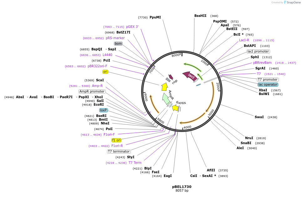 139921-plasmid-map-sequence-id-309820