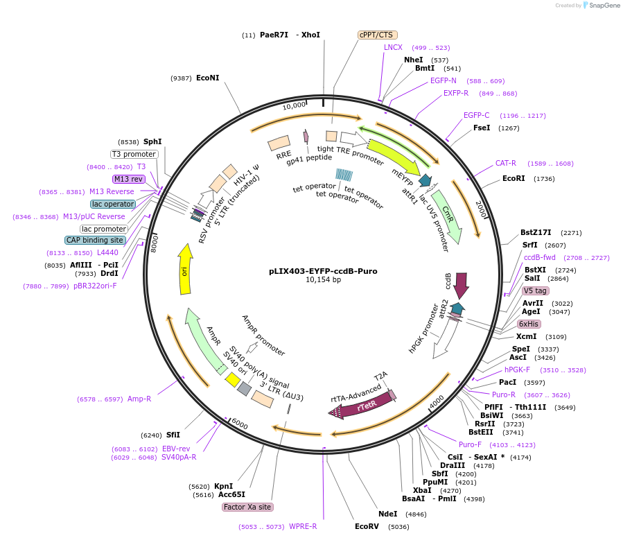 158549-plasmid-map-sequence-id-309821