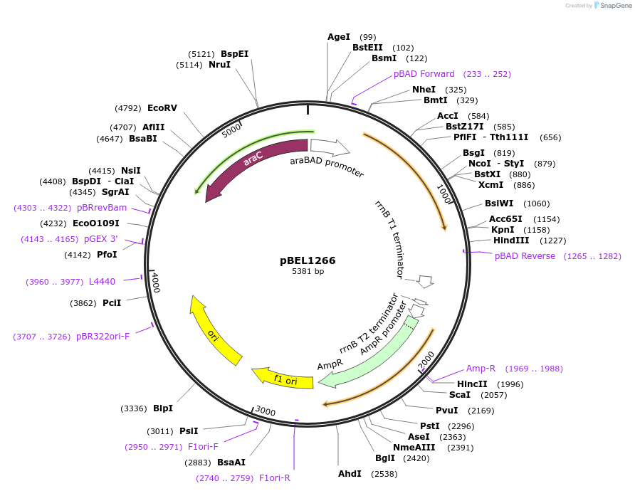 155142-plasmid-map-sequence-id-309843