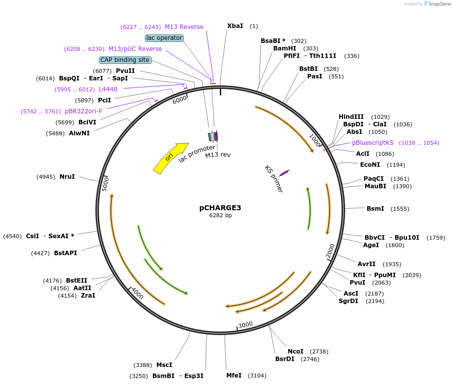 24658-plasmid-map-sequence-id-309844