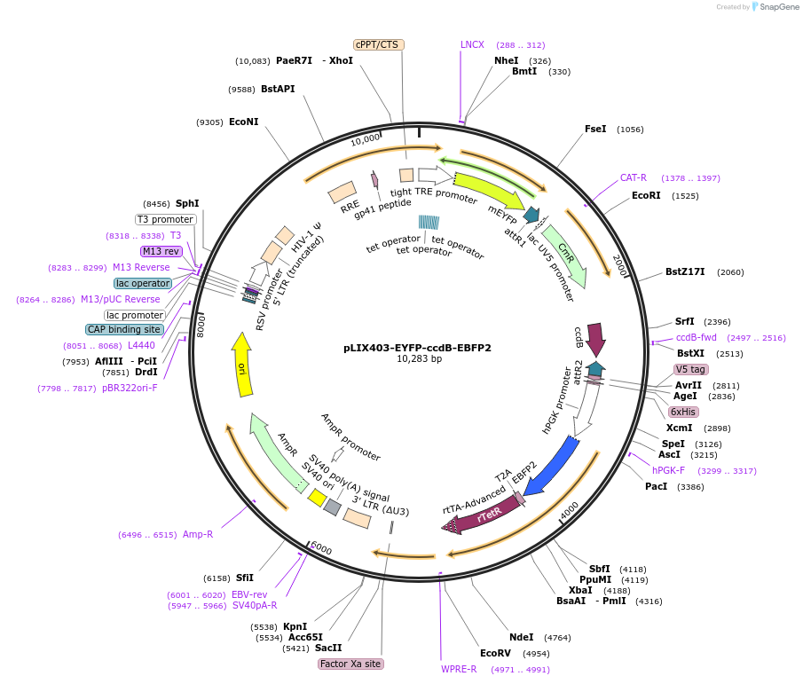158553-plasmid-map-sequence-id-309848