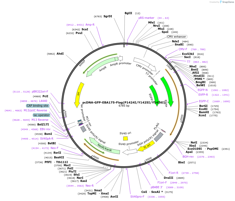 154977-plasmid-map-sequence-id-309851
