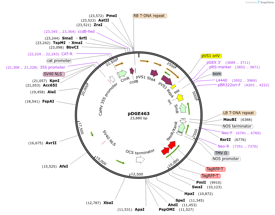 153234-plasmid-map-sequence-id-309865