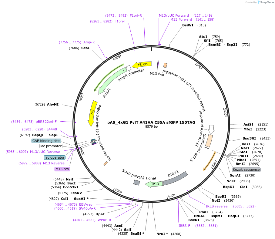 154770-plasmid-map-sequence-id-309867