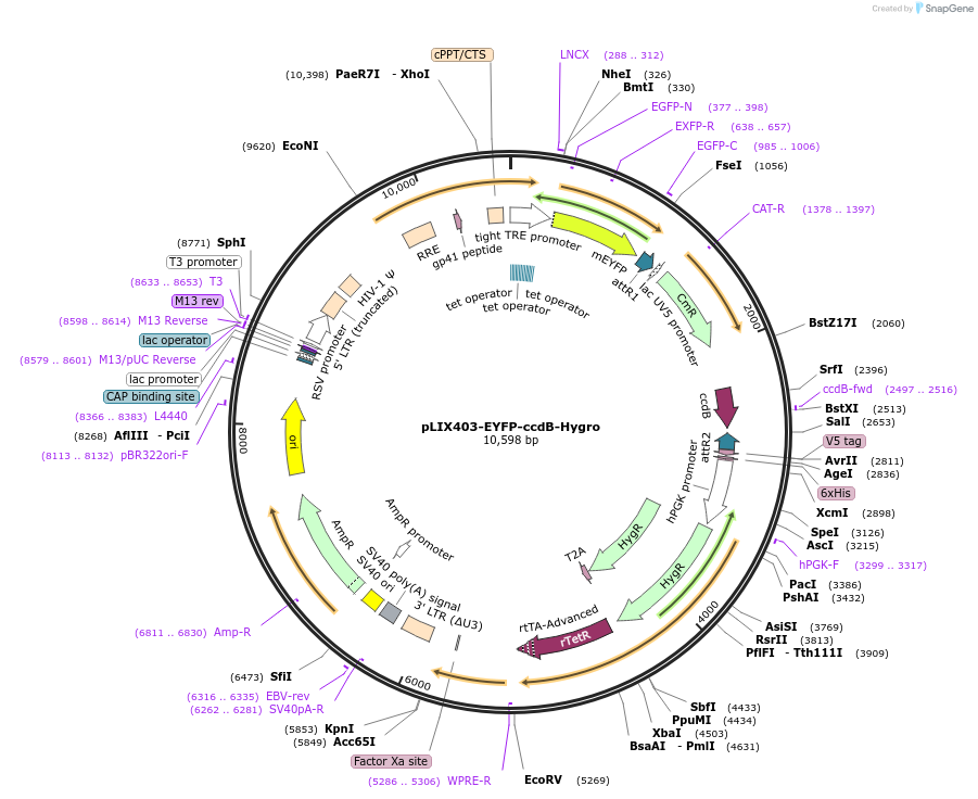 158555-plasmid-map-sequence-id-309868
