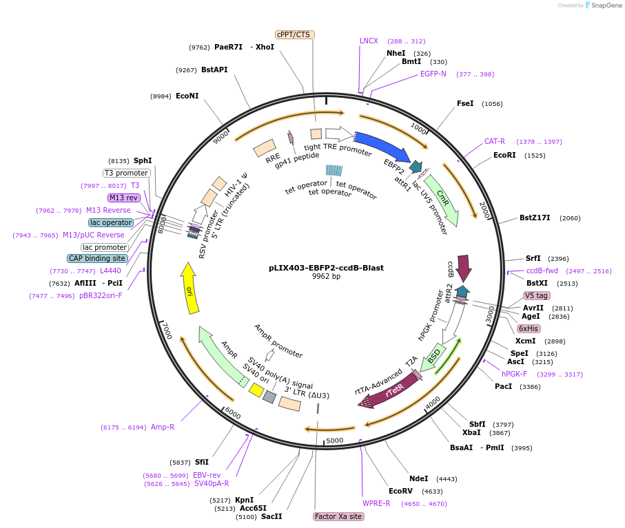 158557-plasmid-map-sequence-id-309870