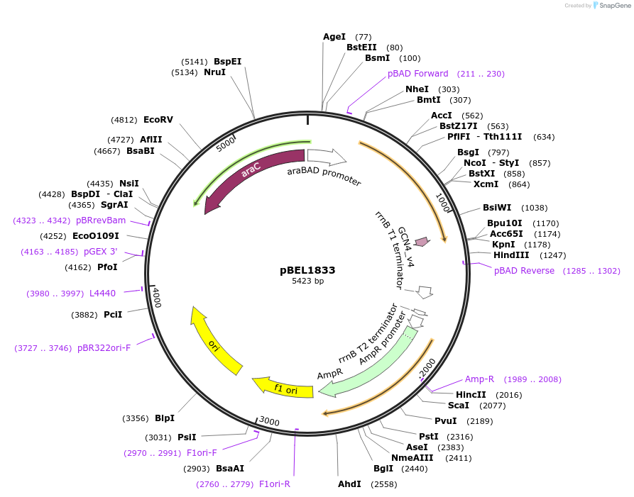 155149-plasmid-map-sequence-id-309871