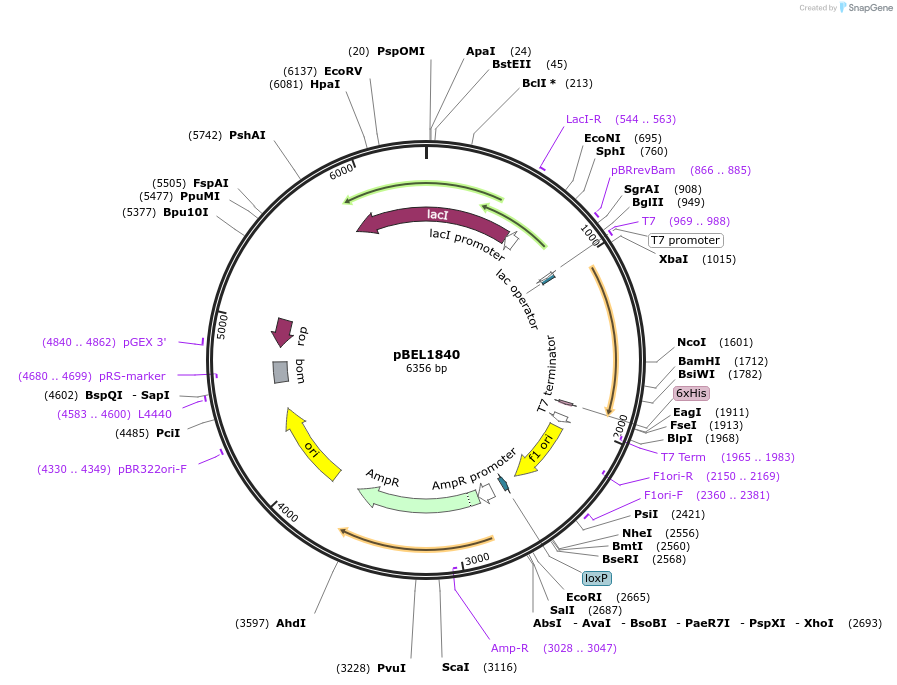 155150-plasmid-map-sequence-id-309872